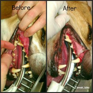 Before and after photos of a dogs teeth that have been cleaned